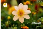 杏林早报 | 中风后半身不遂、口眼歪斜？